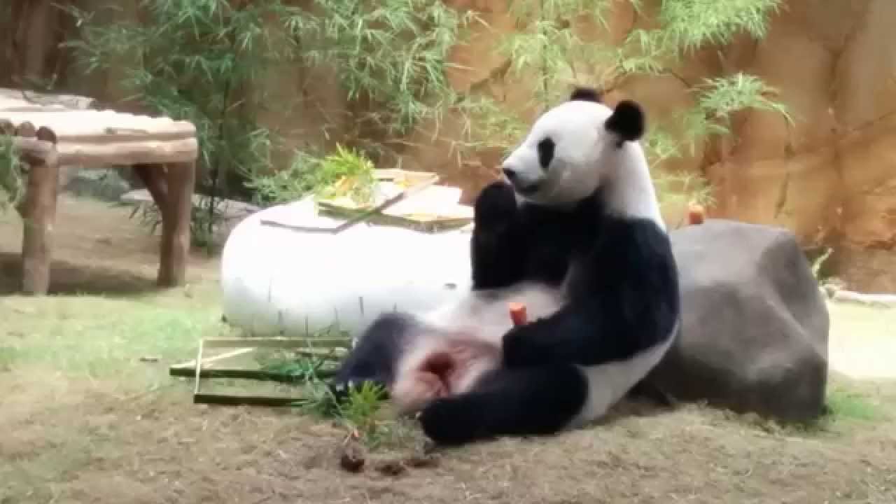 Zoo Negara Panda / Panda Gergasi Kini Di Zoo Negara - Relaks Minda