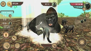 Wild Panther Sim 3D Android Gameplay #10