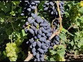 Питание винограда в августе. Выбираем комплексное удобрение