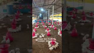 Kodi pillalu birds కోడి పిల్లలు #kooperativ #farming #subscribe