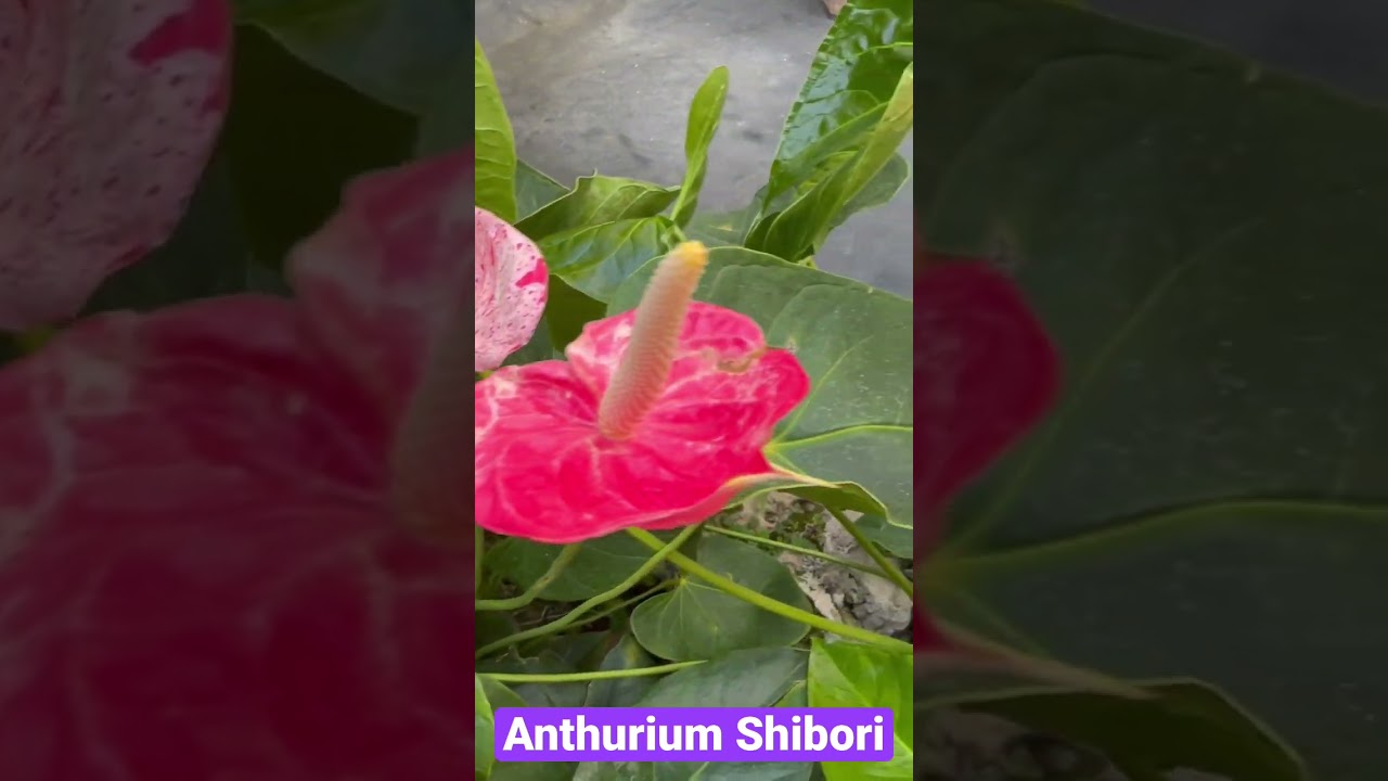 Anthurium Shibori | #shibori #anthurium #pinkflowers #love #beautiful -  YouTube