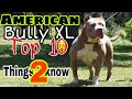 10 Things You Need To Know Before Getting An American Bully XL
