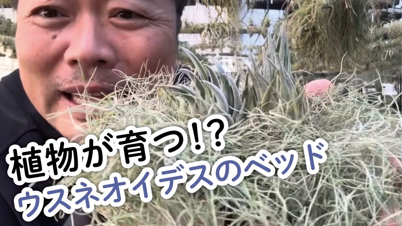 新しい栽培⁉️ウスネオイデスを使って育ててみないか？