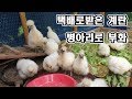 택배로받은 계란 병아리로 부화시키기/계란에서 닭으로