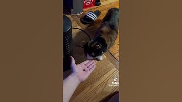 WHAT HAPPENS WHEN YOU GIVE A CAT CATNIP FUNNY (cred. mattsandelin)