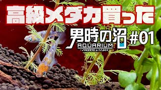 高級メダカ、買いました。吉田観賞魚で“令和三色”なるメダカに出会う＜アクアリウム・男時の沼＃１＞