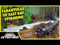 TARANTULA shop tour at EAST BAY VIVARIUM!