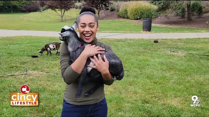 Experience the Joy of Farm Animal Interaction with a Mobile Petting Zoo