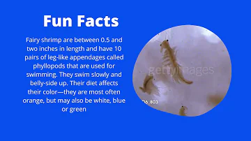 Fairy shrimp facts