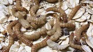 Mealworm Growing Pods Review @thebugfactory_BSF by Aquarimax Pets 1,179 views 5 months ago 7 minutes, 52 seconds