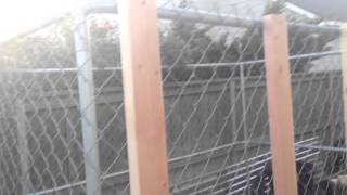 MacGyver Greenhouse - How to Turn an Unused Dog Kennel Into a Greenhouse - Phase One