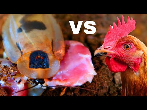 vlogs in spanish Giant Cave Roaches EAT Chicken!! (THEY LOVED IT)
