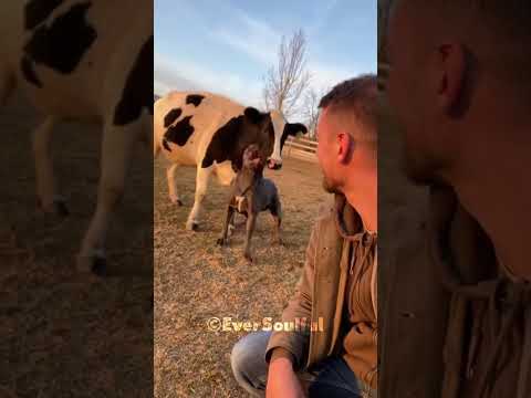 Dog’s Love When He Meets His Cow Mom 💖