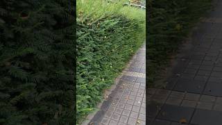 изгородь из тиса великолепная :) #сад #дача #garden