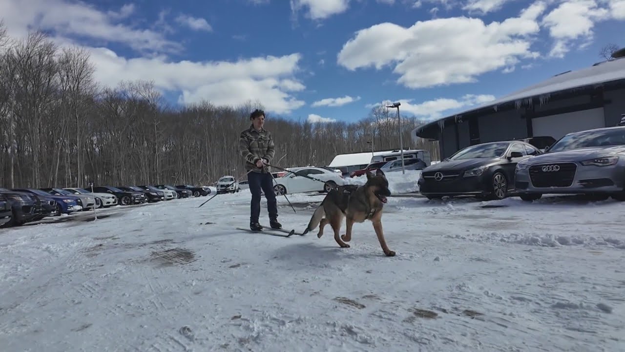 Oxford man recruits his dog to get to work during blizzard