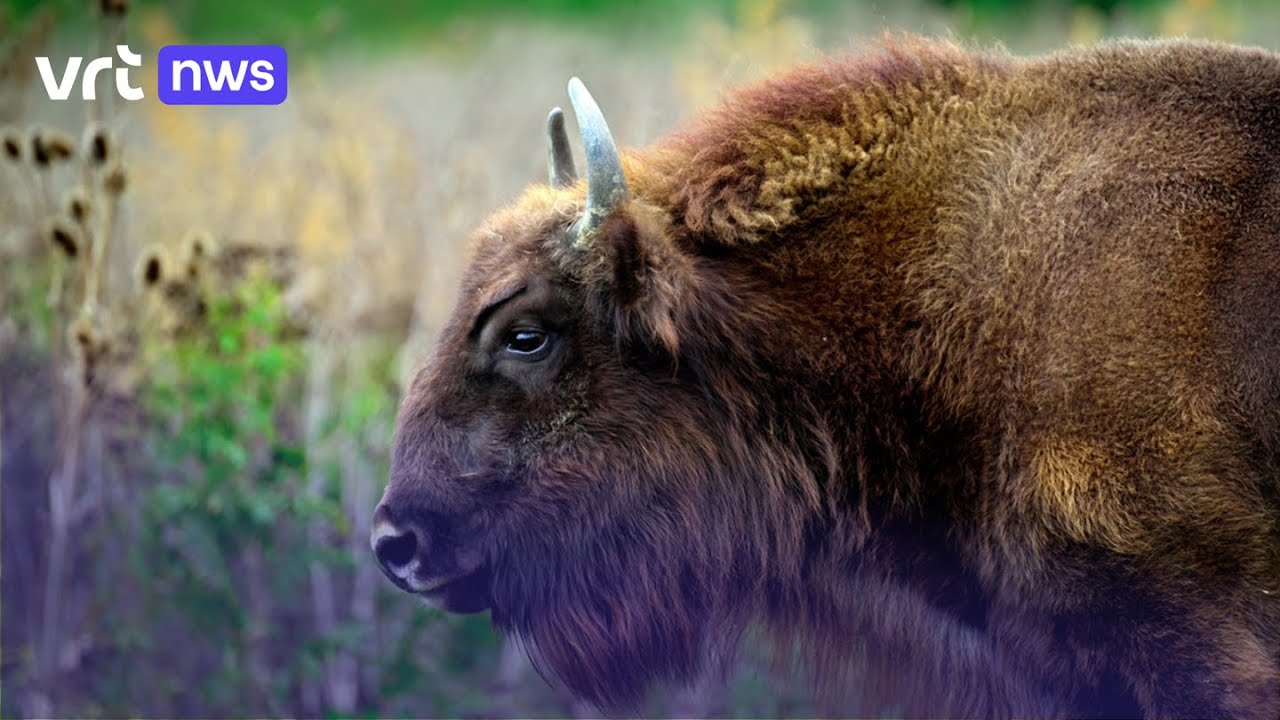 Natuur en Bos gaat Europese bizons uitzetten in Nationaal Park Bosland
