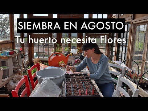 Video: Flores en agosto: foto y descripción