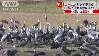 鶴へ恩返し・・・マークが縁？エサ代寄付　JAL復活へ(16/02/04)