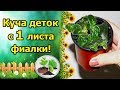 МНОЖЕСТВО ДЕТОК С 1 ЛИСТА ФИАЛКИ! РАЗМНОЖЕНИЕ ФИАЛКИ ЧАСТЯМИ ЛИСТА!