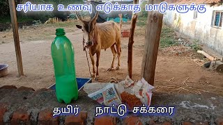 மடகள சரயக தணணர தவனம எடககவலல எனறல எனன சயவத ?? Paayum Kaalai