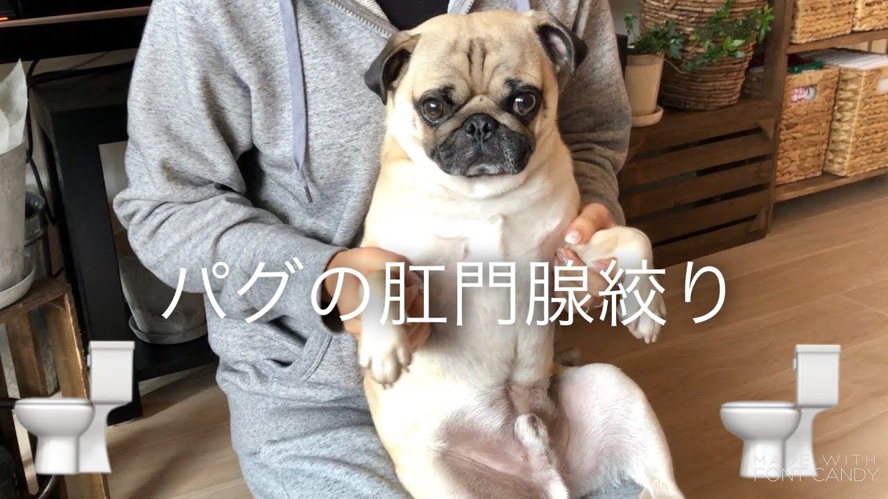 こう もん せん 絞り 犬