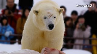 ホッキョクグマ ピリカのお別れ会〜Polar Bear 