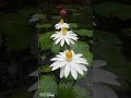 Water lili..🌺 Olu. #lotus #shortvideo