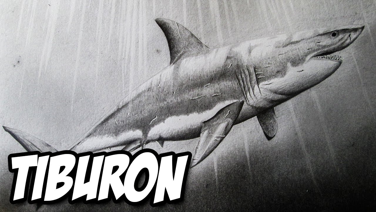 Dibujando un Tiburón Blanco a lápiz | Versión Rápida - YouTube