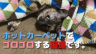 寒くなるとホットカーペットでゴロゴロする猫達です。 by UruMariApo Channel 72 views 2 years ago 4 minutes, 3 seconds