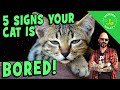 Your Cat is Bored and You Can Fix It!