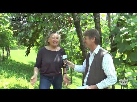 AGRICULTURA VENETA | 03/06/2023