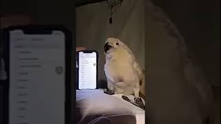 fake but very successful funny parrot video