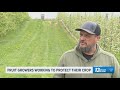 Fruit growers working to protect crops ahead of freeze