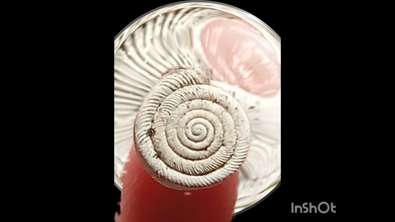 Florida flat Coil snail shell