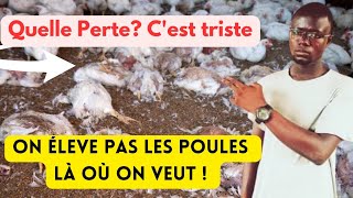 Élevage de Poulets: Comment Choisir un Bon Emplacement Pour Votre Activité?