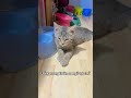 Lúc nào cũng thế 😼 | Always like this