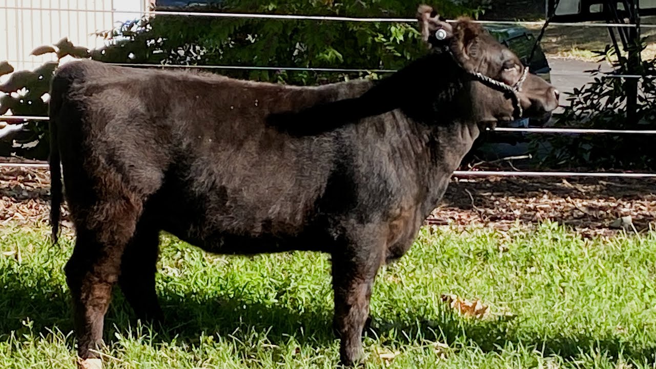Brian Hess / KayBri-Ty Farm Prospect Heifer KILE 2023