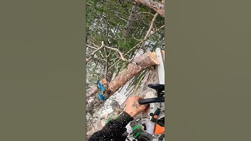 Branches On A Guitar String | #shorts #treework #treeservice #speedline #guitar #nikmariucci
