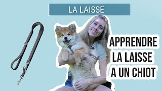 COMMENT HABITUER SON CHIOT A LA LAISSE ? by The flash dogs 673 views 5 months ago 3 minutes, 3 seconds