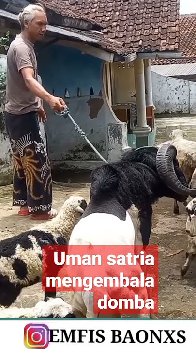 uman satria mengembala domba