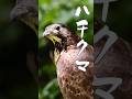【雑学】逃げろ蜂さん、壁は壊された #shorts