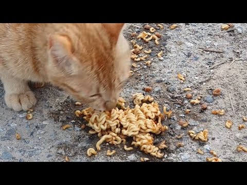 고양이 짜장라면 뽀글이 먹방 #shorts
