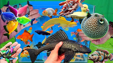 Video tổng hợp cá cảnh đẹp, vịt, vịt con, cá koi, cá trê, cá vàng, cá nóc