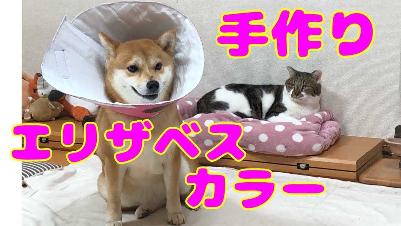 手作りエリザべスカラーをつけられて固まる柴犬ミク 作り方 Youtube