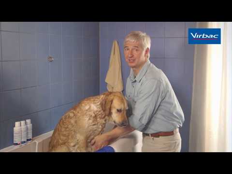 How to shampoo your dog