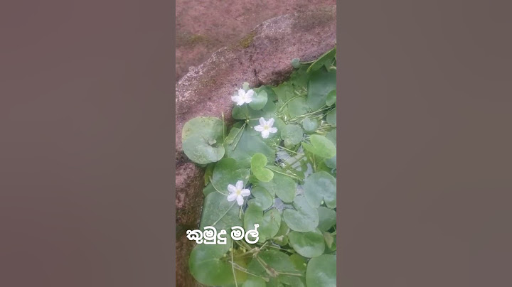 #Kumudu Flowers (කුමුදු මල්)