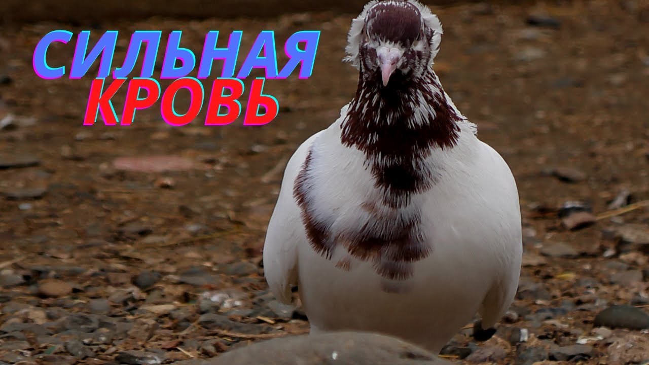 Красноголовый хохлатый голубь КМВ!