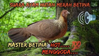 Suara Ayam Hutan betina pikat jantan || 100 josss..