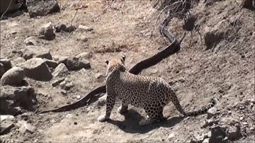 Leopard Attacks Python in Kruger   Latest Sightings