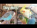 INTRODUCING MY NEW BIRD TO THE FLOCK | Budgie Meets Other Budgies for the First Time